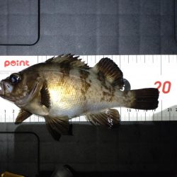 連敗(坊主)阻止