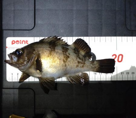 連敗(坊主)阻止