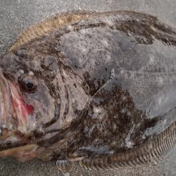 雨上がりのヒラメ