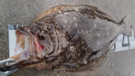 雨上がりのヒラメ