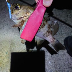 あえ漁港メバリング