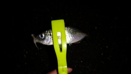 日本海初アジング