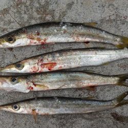 予定外のカマスが釣れました。