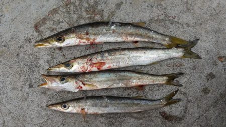 予定外のカマスが釣れました。