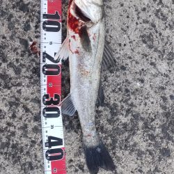 まぁまぁのサイズ