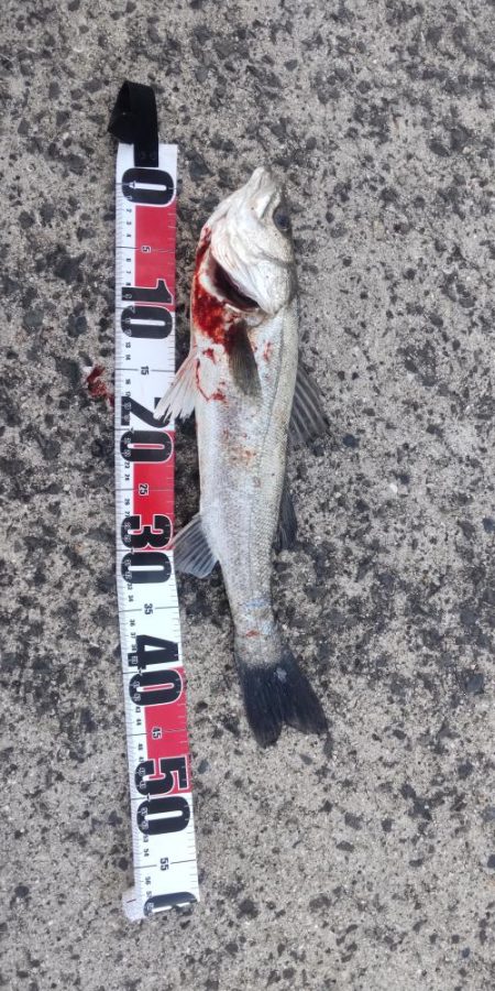 まぁまぁのサイズ