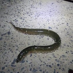 汽水にて大ウナギ