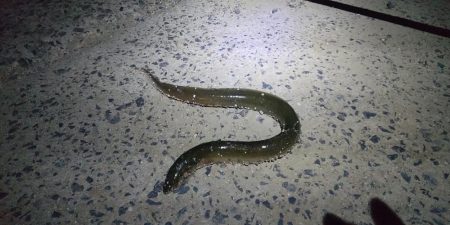 汽水にて大ウナギ