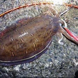 モンゴウイカ大漁アオリイカバラシ