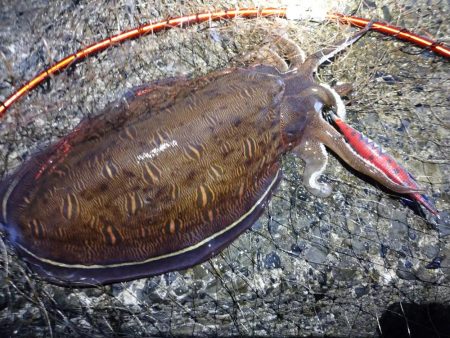 モンゴウイカ大漁アオリイカバラシ