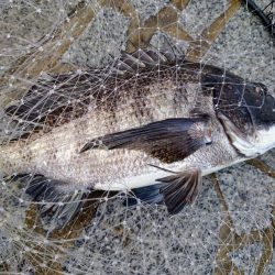 乗っ込みはいつまで？