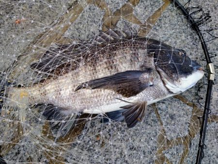 乗っ込みはいつまで？