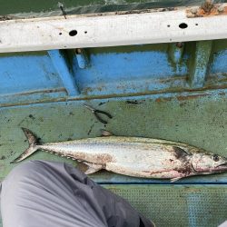 サワラキャスティング神戸