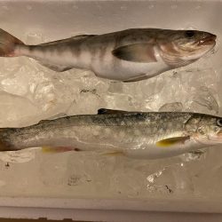 岩内港でホッケ釣り！！ルアーではアメマスが釣れる！！