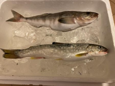 岩内港でホッケ釣り！！ルアーではアメマスが釣れる！！