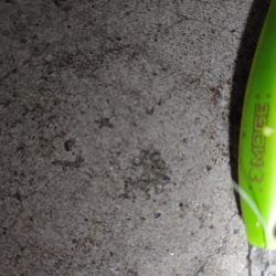 ほぼ1年ぶりのシーバス複数ヒット　