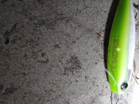 ほぼ1年ぶりのシーバス複数ヒット　