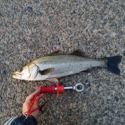 連日の釣果を達成