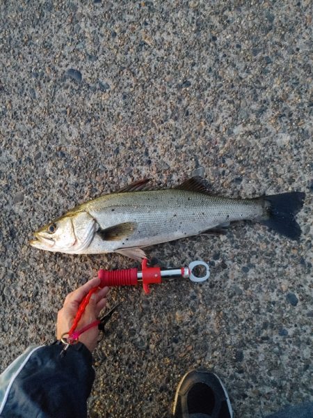 連日の釣果を達成