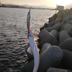 エソが釣れました