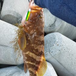 初のショアアコウが56センチだと!!