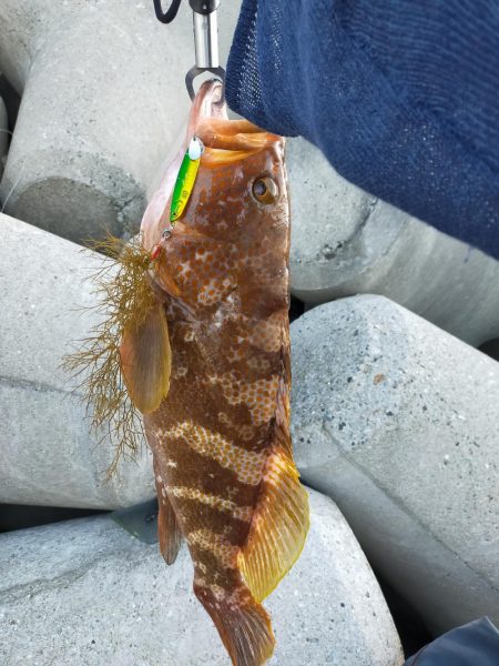 初のショアアコウが56センチだと!!