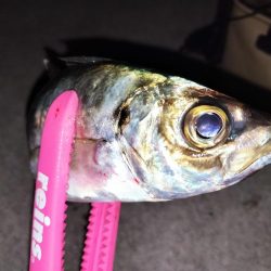 まんまるマアジ