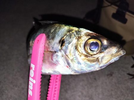 まんまるマアジ