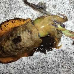 キロには届かず