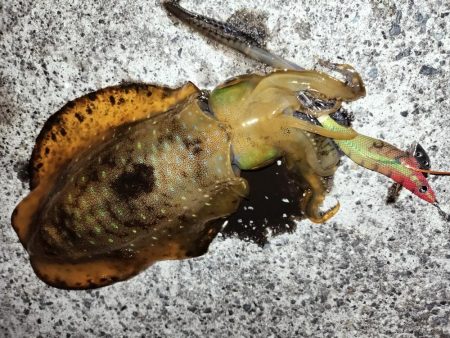 キロには届かず