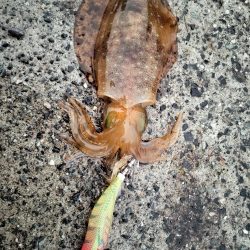 親イカはどこ？