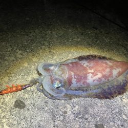 何年振りかの春イカ