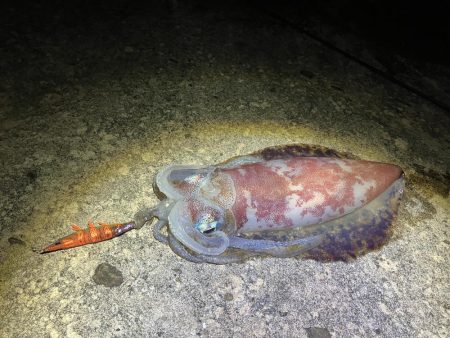 何年振りかの春イカ