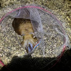 何年振りかの春イカ 奇跡編