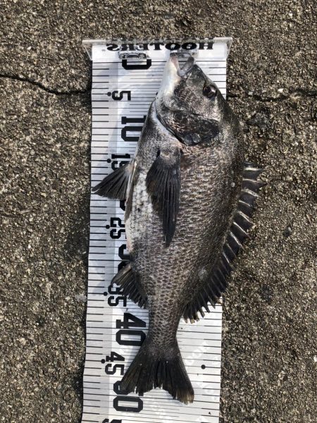 イチノ兄弟（兄）釣果！