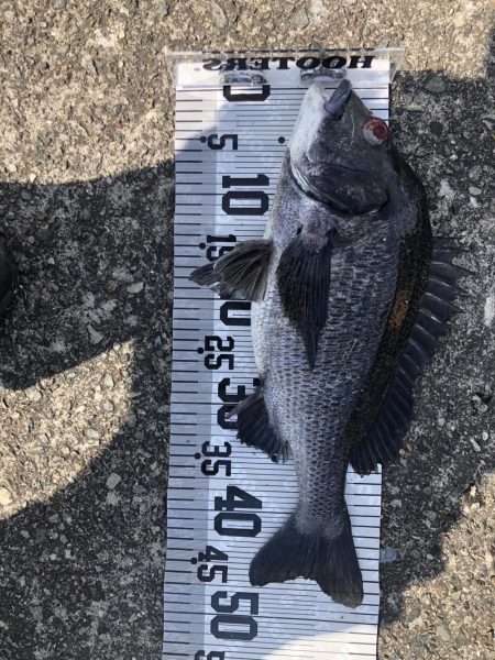 イチノ兄弟(兄)釣果!