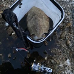 ショアオモリグ　コウイカ