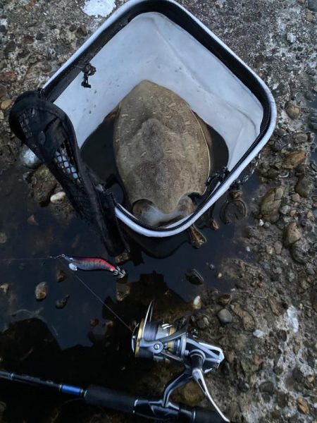 ショアオモリグ　コウイカ