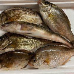 北海道積丹周辺でホッケを釣る！!