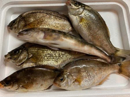 北海道積丹周辺でホッケを釣る！!