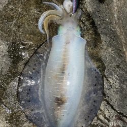 南紀遠征5連敗中！