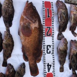 アコウ釣れました。