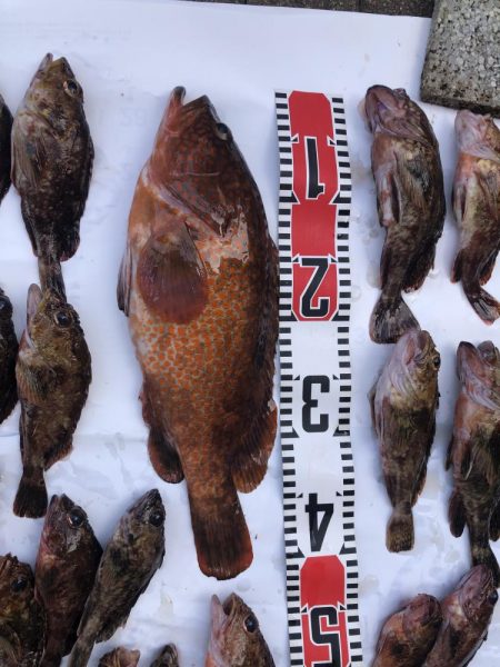 アコウ釣れました。