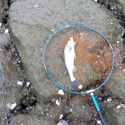 5月ようやく1匹