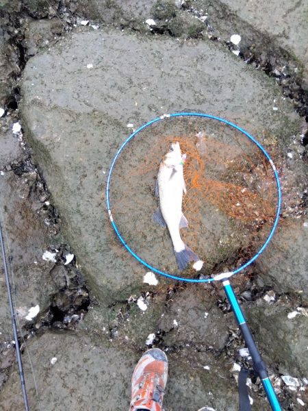 5月ようやく1匹