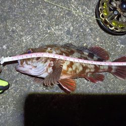 2023/04/30 南港ヘチ釣り釣行