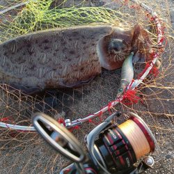 やっとモンゴウ来てくれた