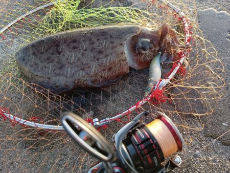 やっとモンゴウ来てくれた