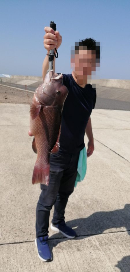 いきなり！コブダイ