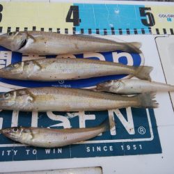 播磨新島のキス情報